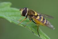 Syrphus vitripennis