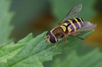 Syrphus vitripennis