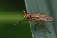 Ilione albiseta