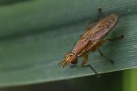 Ilione albiseta