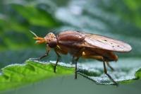 Ilione albiseta