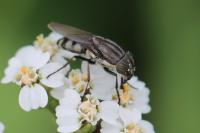 Stomorhina lunata