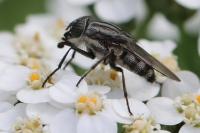 Stomorhina lunata