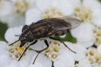 Stomorhina lunata