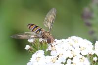 Episyrphus balteatus
