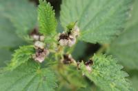 Dasineura urticae