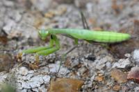 Mantis religiosa