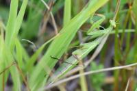 Mantis religiosa