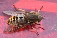 Tabanus sudeticus