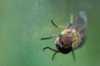 Tabanus bromius