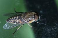 Tabanus bromius