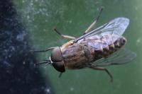 Tabanus bromius