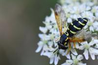 Chrysotoxum festivum