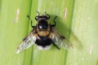 Volucella bombylans