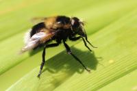 Volucella bombylans