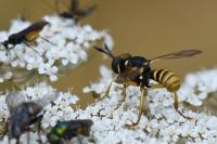 Abrachyglossum capitatum