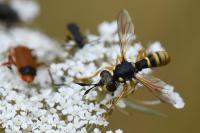 Abrachyglossum capitatum