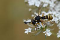 Abrachyglossum capitatum