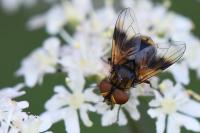 Ectophasia crassipennis