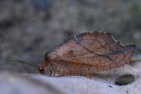 Drepanepteryx phalaenoides