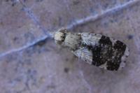Tephritis formosa