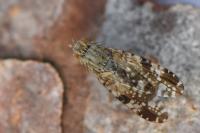 Tephritis vespertina
