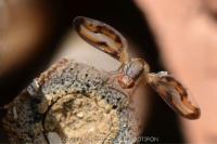 Toxoneura muliebris