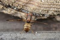 Toxoneura muliebris