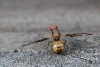Toxoneura muliebris