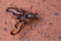 Toxoneura muliebris