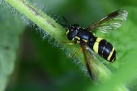 Chrysotoxum bicinctum