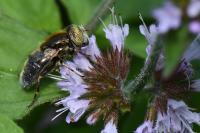 Eristalinus sepulchralis