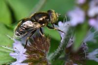 Eristalinus sepulchralis
