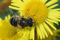 Eristalis nemorum