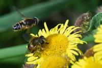 Eristalis nemorum
