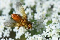 Leskia aurea