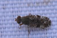 Tephritis vespertina