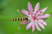 Sphaerophoria scripta