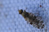 Campiglossa bidentis