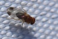 Drosophila suzukii