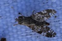 Tephritis vespertina