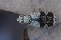 Tephritis formosa