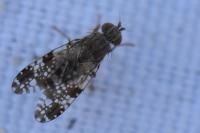 Tephritis vespertina