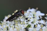 Chrysogaster solstitialis