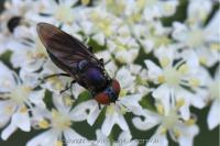 Chrysogaster solstitialis