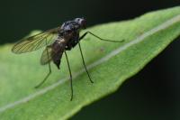 Chrysopilus cristatus