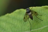 Chrysopilus cristatus