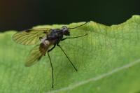 Chrysopilus cristatus