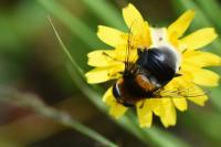 Eristalis intricaria