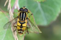 Helophilus pendulus
